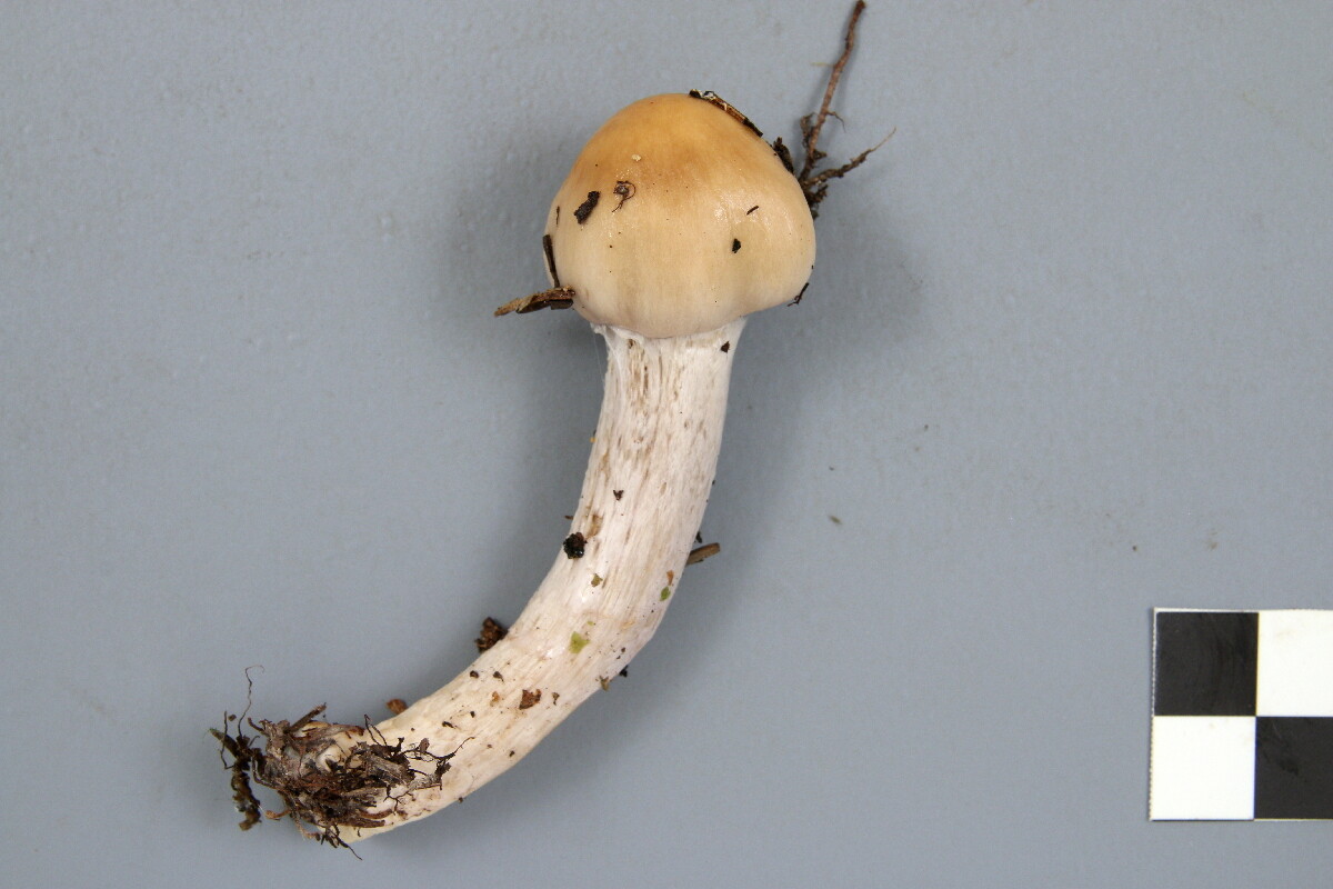 Cortinarius stillatitius image